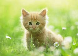 Image result for World's Most Cutest Kittens