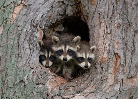 Raccoons, the Lovable Local-to-Everywhere Rogues - Scenic Hudson
