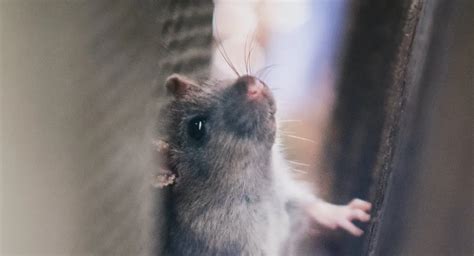 Protect Your Books from Pests | Signs & Prevention tips