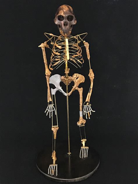 Image result for Australopithecus Fossils