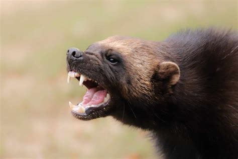 Fox Predators: What Eats Foxes? - A-Z Animals