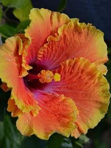 Planterce Green Hibiscus Plant Price in India - Buy Planterce Green ...