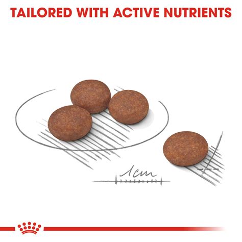 Royal Canin Mini Digestive Care Dry Dog Food | Dry Dog Food India