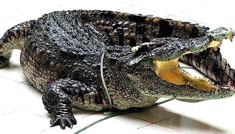 PHUKET CROCODILE WORLD - All You Need to Know BEFORE You Go 2026 (with ...