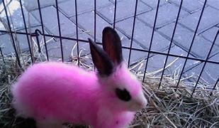 Image result for Cute Fluffy Pink Bunny