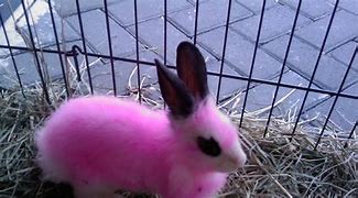 Image result for Real Baby Bunny