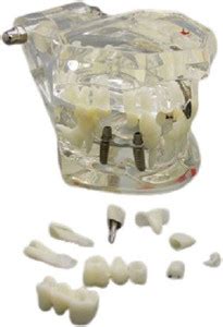 API Dental Teeth Model Grey - (Pack of 1) Price in India - Buy API ...