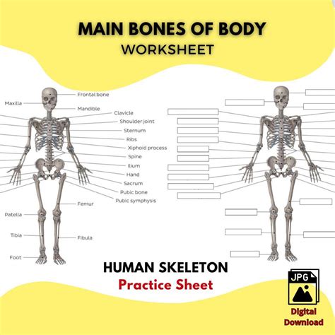 Axial Skeleton Labeling Sheets