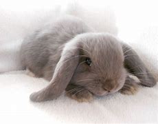 Image result for Mini Lop Bunny Baby