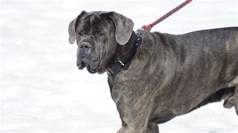 Cane Corso Dogs Attack 的图像结果