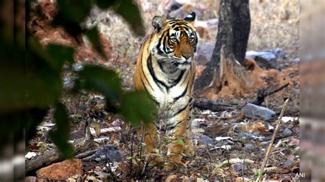 CG News: बाघ की मौत के मामले में बड़ी कार्रवाई, अब इन पर गिरी गाज ...