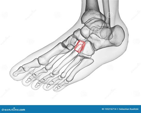 The lateral cuneiform bone stock illustration. Illustration of rendering - 155216714