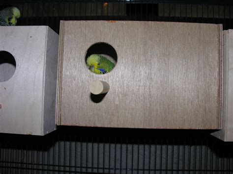 Image result for Reproduction Inseparable