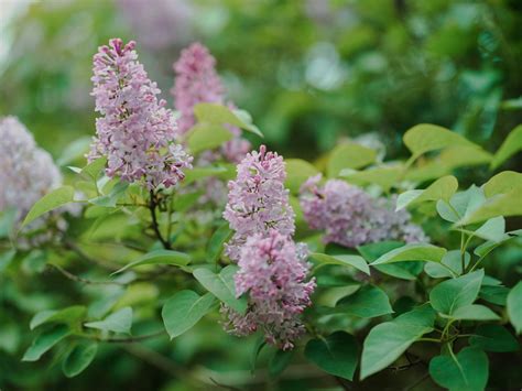 Flower Friday - Lilac Pruning Volunteer Event, 363 West Ave, Buffalo ...
