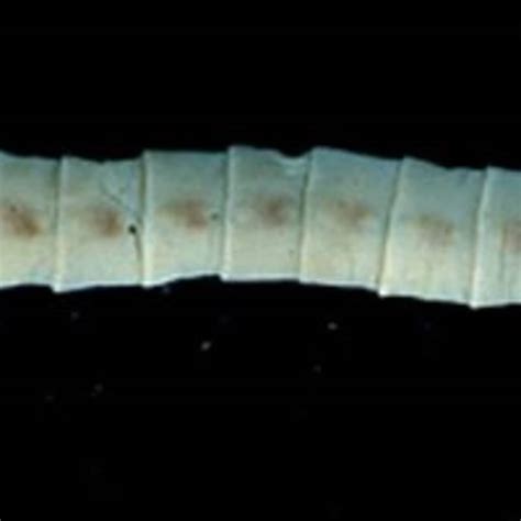 Does Anything Help Kill Tapeworms In Dogs