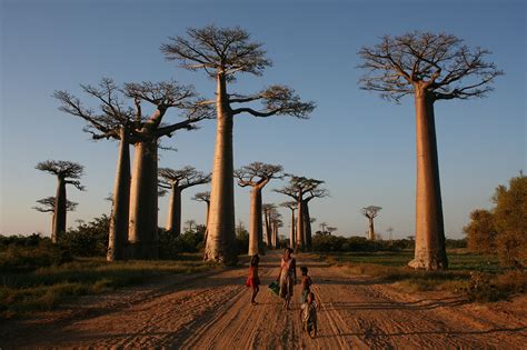 A green suggestion for India’s political leaders: Plant baobabs instead ...