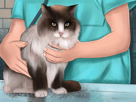 3 Ways to Diagnose and Treat Megacolon in Cats - wikiHow