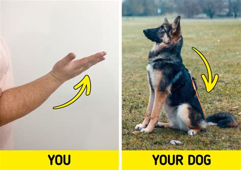 Image result for Hand Commands for Dogs