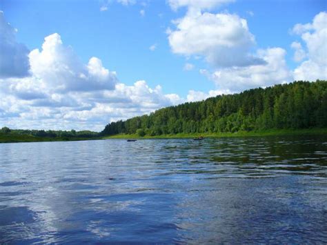 Река волга виды растений