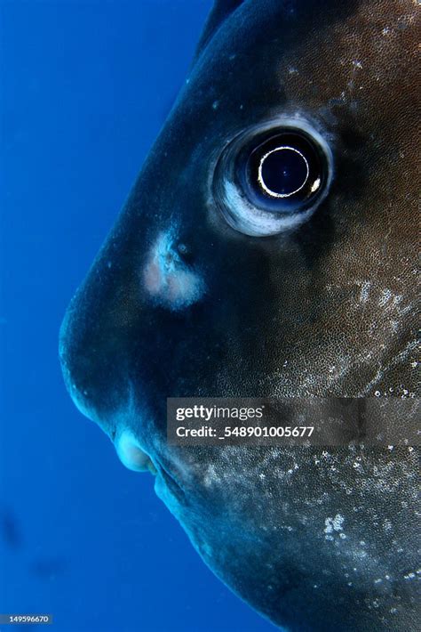 Image result for Monthy Python Fish