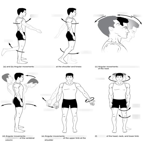 Image result for Muscle Movement Types