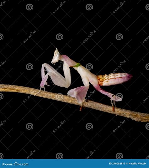 Orchid mantis praying stock image. Image of insect, coronatus - 240092819
