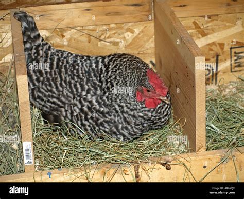 USA OREGON A barred plymouth rock hen chicken sits on a nest to lay an ...
