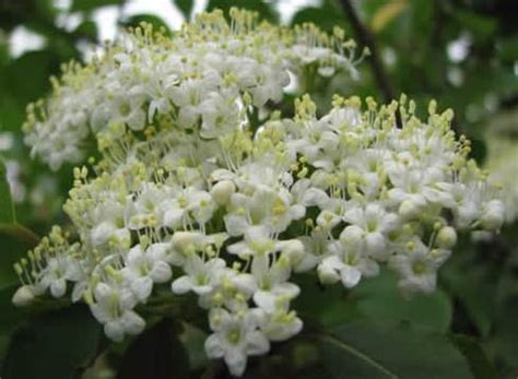 Buy Black Haw Bark, Powder - Wildcrafted - Viburnum prunifolium (454g ...