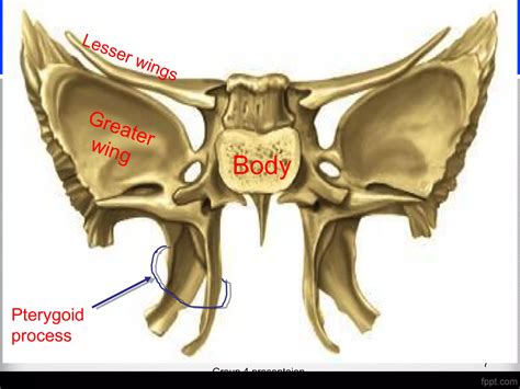 Sphenoid bone (osteology) | PPT
