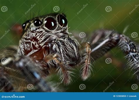 Jumping Spider face stock image. Image of animal, wild - 12303855