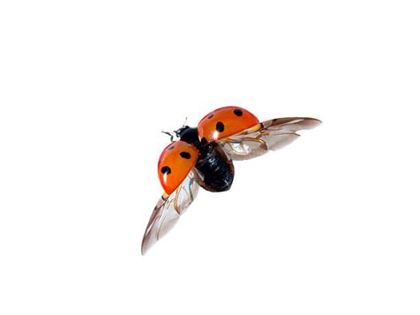 Image result for Ladybug Insect Flying