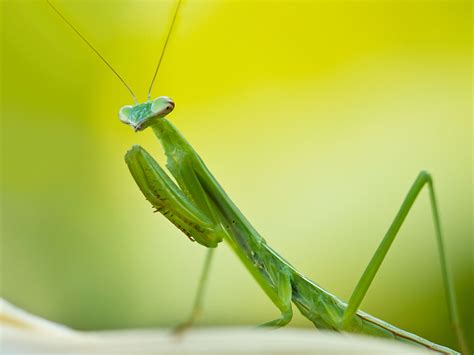 Praying Mantis Wallpapers | Animals Library