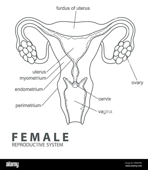 Image result for How to Draw a Female Reproductive System