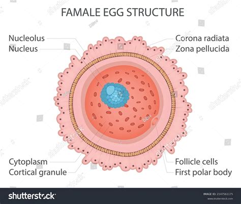 How Does Egg Cell Work at Francis Snyder blog