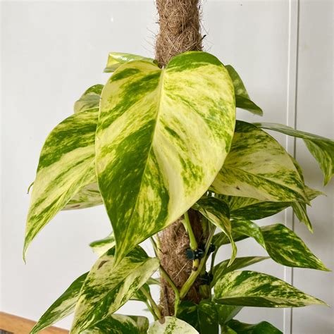 Why Do Plants Have Different Names? Simple Guide for Beginners - Plant ...