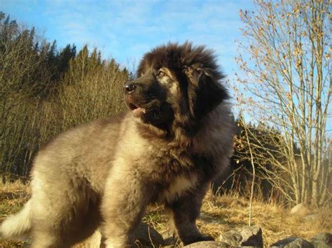 世界十大猛犬第三名，俄罗斯高加索犬。_羊群