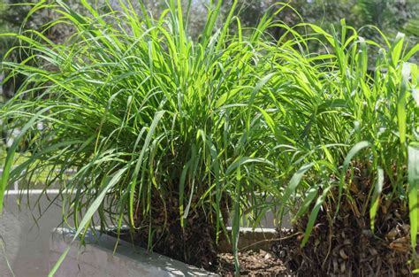Citronella Grass: Plant Care & Growing Guide