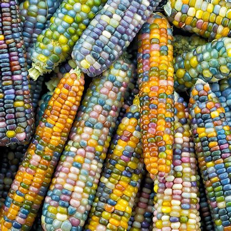 M-Tech Gardens Rare Hybrid Corn " Glass Gem " Exotic 5 Vegetable Seeds ...
