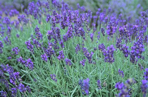 What Do Lavender Flowers Look Like at Kristie Rhodes blog