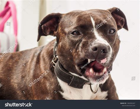Pitbull Terrier Teeth