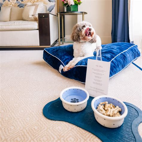 Hoteles pet-friendly en el mundo - Travel and Life