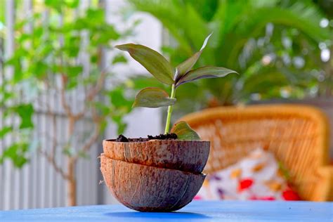 Image result for Best Out of Waste Using Coconut Shell