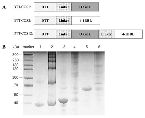 Recombinant Costimulatory Fusion Proteins as Functional ...