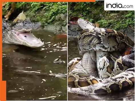 Image result for Gorilla Vs Python Fight