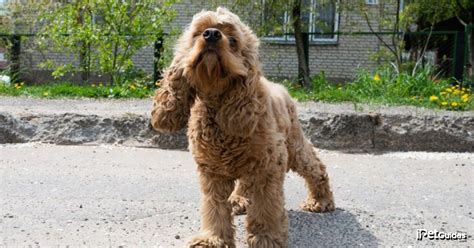 Image result for Cockapoo Grown Up