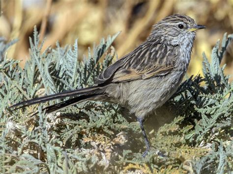 Streaked Tit-Spinetail - eBird