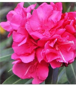 Vijay Sales Kaner Plant Price in India - Buy Vijay Sales Kaner Plant ...