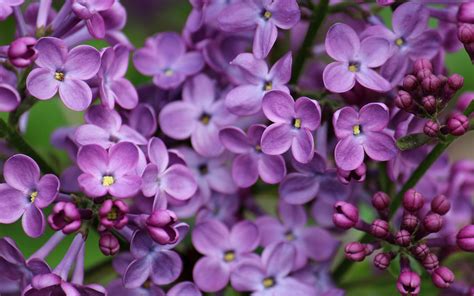 Wallpaper Purple lilac, flowers close-up 1920x1200 HD Picture, Image