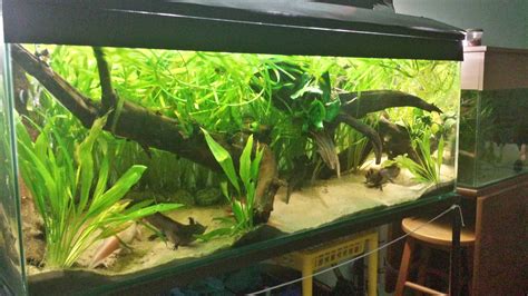 Axolotl Tank Long - Mine Aquarium