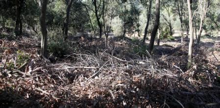 El Vallès Occidental impulsa la gestión de bosques para reducir el ...
